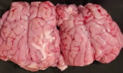 Beef/veal brain
